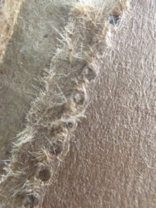 Grainy fibrous cardboard